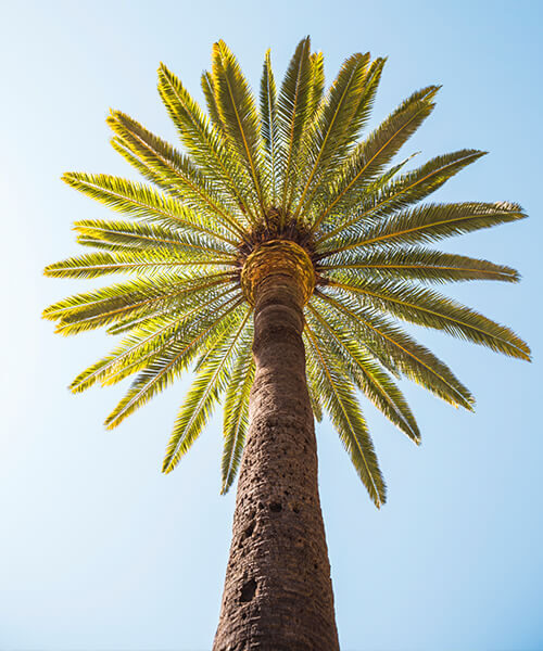 palm tree 500x600