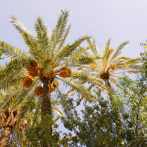 palm tree adra 1