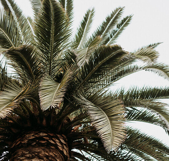 palm tree adra 4